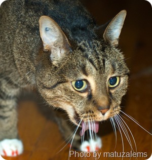 Cat Food Prevent Vomiting Cat Food Prevent Vomiting